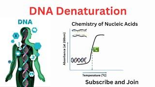 DNA Denaturation #seo #biochemistry