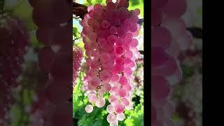 Koshu grape variety from Japan comes to Vietnam / mRau #grape #grapejelly #gardening #natural #fruit