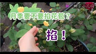 月季要不要掐花苞之更进阶的玩法——掐 Do roses need to pinch flower buds? A more advanced gameplay - pinch