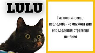 Гистологическое исследование опухоли для определения стратегии лечения