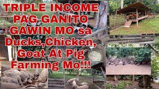 Triple Income Sa Ducks Chicken Goats And Pig Farming Kung Ganito Paraan Mo