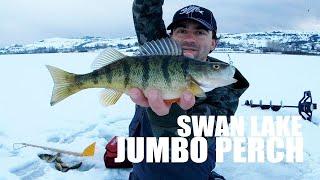 How to Ice Fish For Jumbo Perch Jigging Spoons Tips Underwater