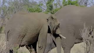 Vida Selvagem Sobreviventes Da Savana Africana