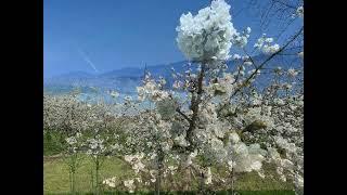 Kirschblüten in Mösbach