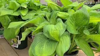 Hosta 'Guacamole' // Big, BRIGHT, Boldly Colored, Easy to Grow Perennial with Fragrant Flowers