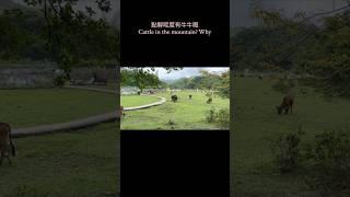 點解呢度有牛牛🩶Cattle in the mountain? Why #香港  #hongkong