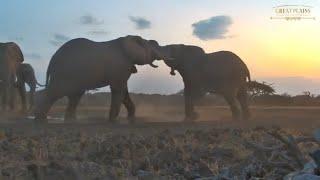 Elephants Fighting: A Battle of Strength | Great Plains Conservation