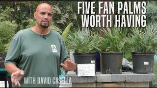 Five Fan Palms Worth Having