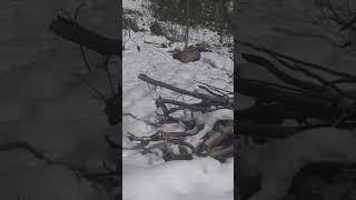 food forest under snow Elderberries POP'n