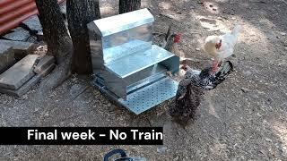 Rent-a-Coop Treadle Chicken Feeder Review