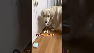 주인 말 다 알아듣고 대답하는 강아지 *웃참주의* #shorts