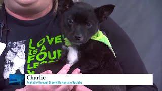 Greenville Humane Society expanding to help more pets