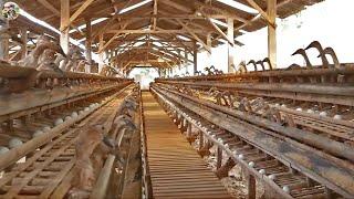 Over 7 Million Duck Eggs Are Produced A Day - SUPER Egg Laying Duck Farm, Duck Egg Packing Factory