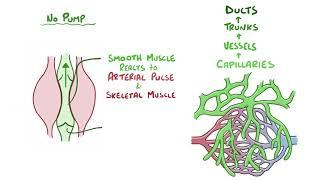 Lymphatic system