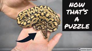 PUZZLE MANIA AT ROYAL CANADIAN REPTILES! | RCR