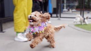 Puppy's Ultimate 1st Birthday Bash: Watch the Adorable Celebration!