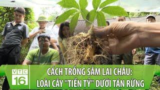 Cách trồng sâm Lai Châu: Loài cây "tiền tỷ" dưới tán rừng Tây Bắc | VTC16