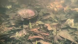 Eastern Chicken Turtle (Deirochelys r. reticularia) in the Wild South Carolina