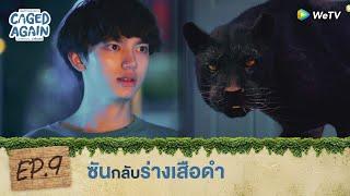 Caged Again บอกกรงๆ...ว่ารักเธอ | HIGHLIGHT EP.9 | ซันกลับร่างเสือดำ | WeTV