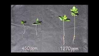 What if higher CO2 concentrations are actually good for plant growth?