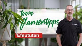 toom Pflanzentipps – Efeututen | toom Baumarkt