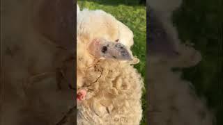 This is a weird one!  #farmvlog #farmlife #sheep