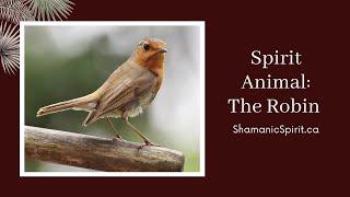 Animal Spirit Guide: The Robin (Shamanic Power Animal). Robin Symbolism