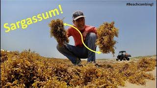 #Beachcombing - Sargassum