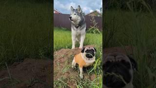 Псовый моделинг