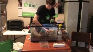 Howto Leopard Gecko BioActive self-cleaning, self-maintaining Terrarium with BioDude Terra Sahara