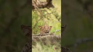 CURIOUS Leopard Cub Surveying Its Surrounds | Big Cats Safari Africa #southafrica #big5 #wildlife