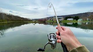 TROUT Fishing at a Pond (Brook & Brown)