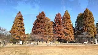 Japan Life Autumn park