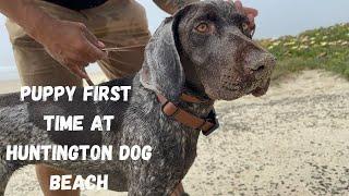 Puppy First Time At A Dog Beach - 7 Month German Shorthaired Pointer | Dog Vlog