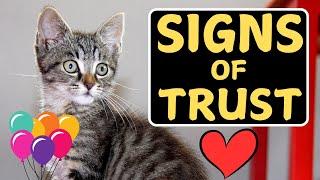 Does Your Cat Trust You? (SIGNS TO KNOW!)