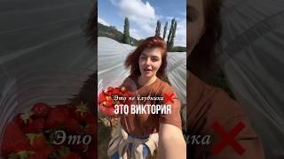 Виктория vs Клубника. Сибирский сленг
