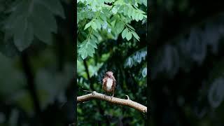 A Journey into the Avian Realm | The Incredible Lives of Birds #wildlife #naturetranquility #birds