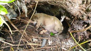 Found poor little dog give birth baby in forest