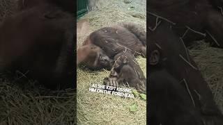 Gorillas act just like humans do ️