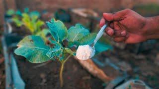 This white powder will make your vegetable grow like crazy and kill pests in no time