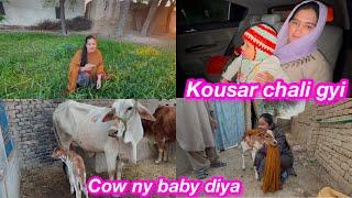 Kousar chali gyi | cow ny diya baby | Sitara yaseen village vlog