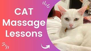 Important Cat Massage Lessons I Learned from A Cat