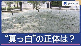 公園覆う“白いもの”これは何？今だけの絶景に…意外な危険【スーパーJチャンネル】(2025年6月20日)