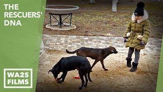 Watch Homeless Dogs Run Everywhere In Odessa Ukraine! The Rescuers' DNA - Hope For Dogs | My DoDo