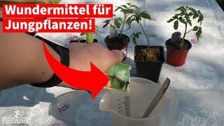 Hausmittel als Dünger für Jungpflanzen [Das musst du unbedingt ausprobieren!]