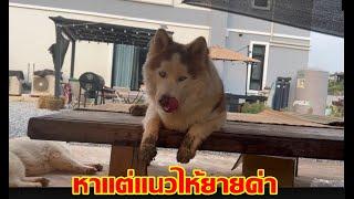 ชีวิตข้าวเหนียวแต่ละวันไม่หาเรื่องพ่อก็หาเรื่องยาย