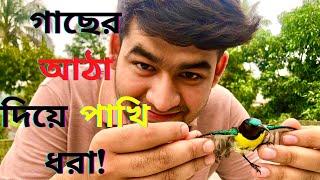 Catching Bird using tree glue || চিলের আঠা দিয়ে পাখি ধরা || গাছের আঠা দিয়ে পাখি শিকার!