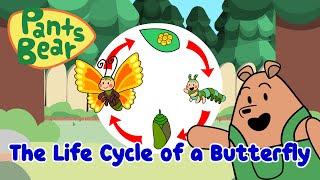 Life Cycle of a Butterfly | Science for Kids | Educational Video | #PantsBear