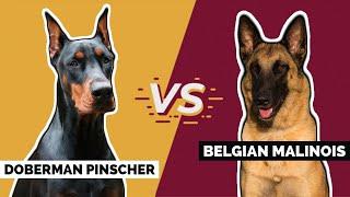 Doberman Pinscher Vs. Belgian Malinois [Which is Better?]