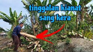 [Episod1091] 'mencuci' tinggalan kianat sang kera dan monyet di kebun abah